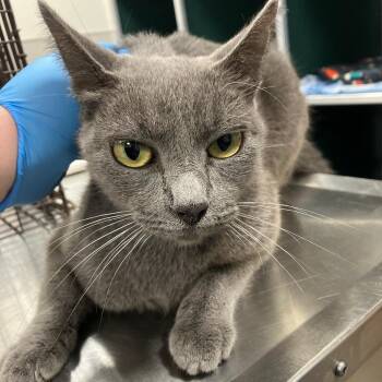 Domestic Short Hair Cats Available for Adoption - Omen | PetCurious