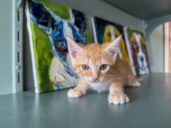 Destiny -  Domestic Short Hair Cat for Adoption in San Antonio, Texas - Destiny | PetCurious