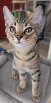 Scruffy 3446 -  Domestic Short Hair Cat for Adoption in Dallas, Texas - Scruffy 3446 | PetCurious