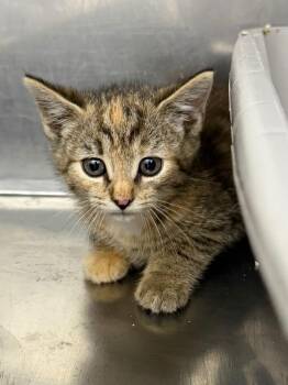 Fuego -  Domestic Short Hair Cat for Adoption in Glenfield, New York - Fuego | PetCurious