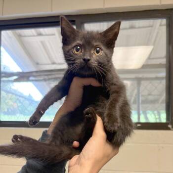Spain -  Domestic Short Hair Cat for Adoption in Hendersonville, North Carolina - Spain | PetCurious