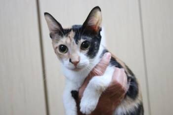 Celia -  Domestic Short Hair Cat for Adoption in Brunswick, Georgia - Celia | PetCurious