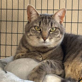 Meow Meow -  Domestic Short Hair Cat for Adoption in Medford, Oregon - Meow Meow | PetCurious