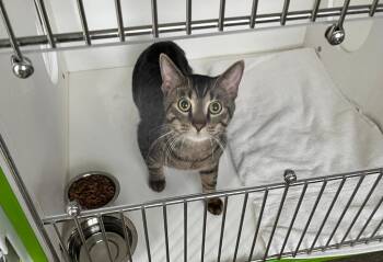 American Shorthair Cats Available for Adoption in Greenfield, Indiana - Skye | PetCurious