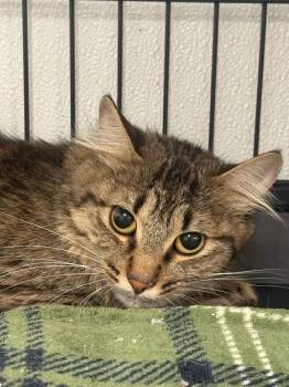 Regan -  Domestic Medium Hair Cat for Adoption in Rock Springs, Wyoming - Regan | PetCurious