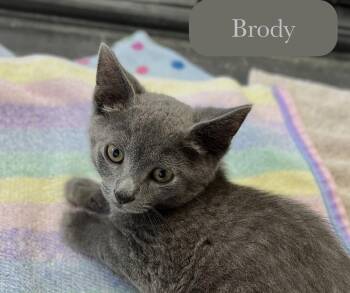 Brody -  Domestic Short Hair Cat for Adoption in Chalfont, Pennsylvania - Brody | PetCurious