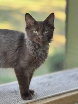 Truffles -  Maine Coon and Domestic Long Hair Cat for Adoption in Plumerville, Arkansas - Truffles | PetCurious