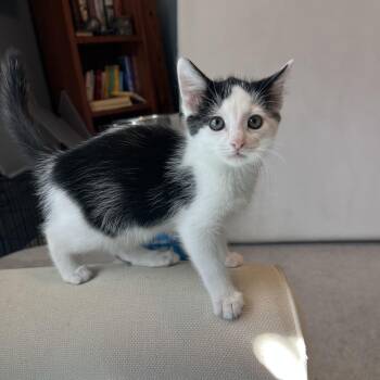 Hulk -  Domestic Short Hair Cat for Adoption in Bentonville, Arkansas - Hulk | PetCurious