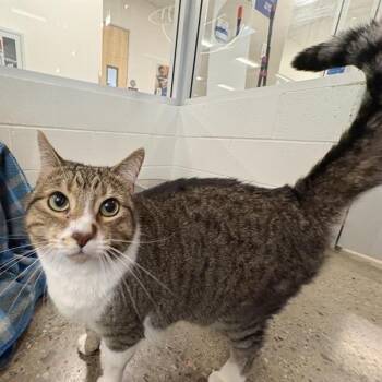 Grand Slamwich (AKA Fiona) -  Domestic Short Hair Cat for Adoption in Phoenix, Arizona - Grand Slamwich (AKA Fiona) | PetCurious