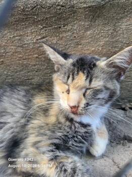 MINA -  Domestic Short Hair Cat for Adoption in San Antonio, Texas - MINA | PetCurious