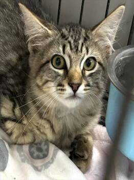 PUFFLE -  Domestic Short Hair Cat for Adoption in Dedham, Massachusetts - PUFFLE | PetCurious