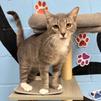 Niklaus -  Domestic Short Hair Cat for Adoption in Tallahassee, Florida - Niklaus | PetCurious