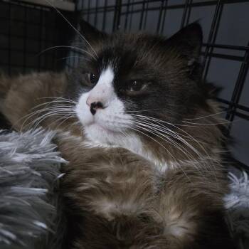 Bear -  Snowshoe and Domestic Long Hair Cat for Adoption in Sioux Falls, South Dakota - Bear | PetCurious