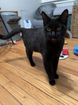 Domestic Short Hair Cats Available for Adoption in Oak Park, Michigan - Veronica Mars | PetCurious