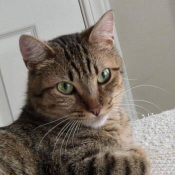 Tiger -  Domestic Short Hair Cat for Adoption in Buffalo, New York - Tiger | PetCurious