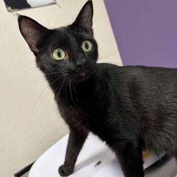 Karma -  Domestic Short Hair Cat for Adoption in Englewood, Florida - Karma | PetCurious