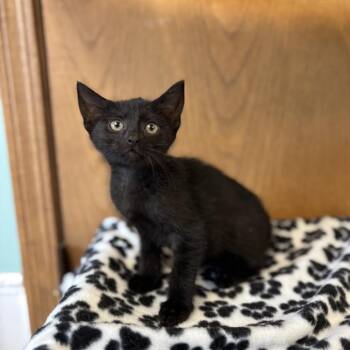 Waterloo--In Foster -  Domestic Short Hair Cat for Adoption in Fargo, North Dakota - Waterloo--In Foster | PetCurious