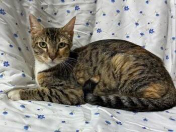 Rosie -  Domestic Medium Hair and Domestic Short Hair Cat for Adoption in New Orleans, Louisiana - Rosie | PetCurious