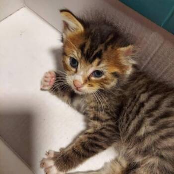 Eloise -  Domestic Short Hair Cat for Adoption in Hartsville, South Carolina - Eloise | PetCurious