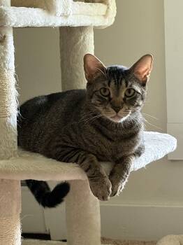PeppaDew -  Domestic Short Hair Cat for Adoption in Thomaston, Connecticut - PeppaDew | PetCurious