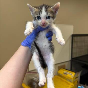 Cronut -  Domestic Short Hair Cat for Adoption in Birmingham, Alabama - Cronut | PetCurious