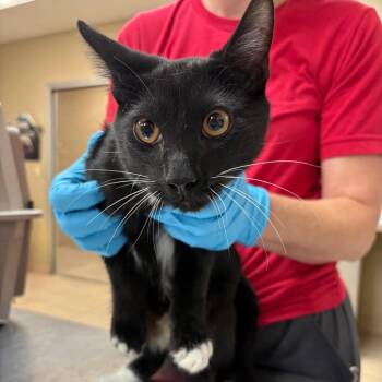 Remy -  Domestic Short Hair Cat for Adoption in Birmingham, Alabama - Remy | PetCurious