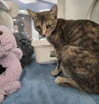 Rescue Domestic Short Hair Cats for Adoption in Atlanta, Georgia - Squeaky | PetCurious