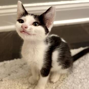 Vanilla -  Domestic Short Hair Cat for Adoption in Fairfax Station, Virginia - Vanilla | PetCurious