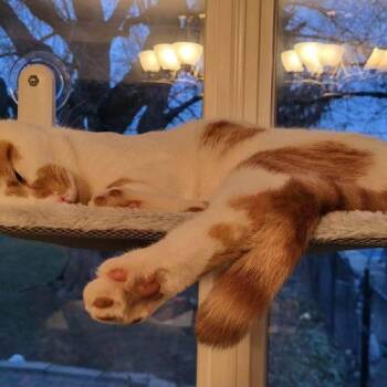 Gus -  Domestic Short Hair Cat for Adoption in Toronto, Ontario - Gus | PetCurious