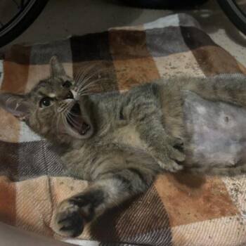 Dixie Cup -  Domestic Short Hair Cat for Adoption in Tampa, Florida - Dixie Cup | PetCurious