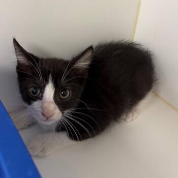 Groga -  Domestic Short Hair Cat for Adoption in West Palm Beach, Florida - Groga | PetCurious