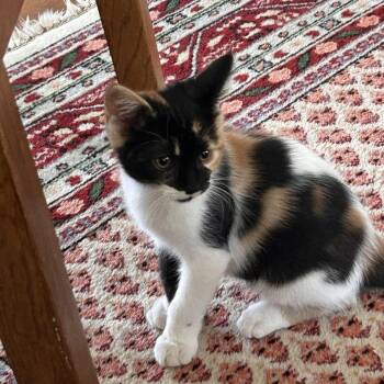 Reesy -  Domestic Short Hair Cat for Adoption in Prescott, Arizona - Reesy | PetCurious