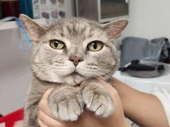 Domestic Short Hair Cats Available for Adoption in West Chester, Pennsylvania - Bargain Bin Movies | PetCurious