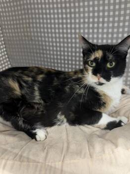 Vesta -  Calico Cat Available for Adoption in West Mifflin, Pennsylvania - Vesta | PetCurious
