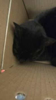 Leia -  Domestic Short Hair Cat for Adoption in Wichita, Kansas - Leia | PetCurious