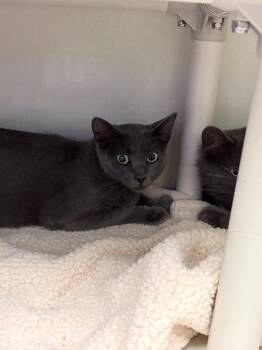 Dinah -  Domestic Short Hair Cat for Adoption in Fort Collins, Colorado - Dinah | PetCurious