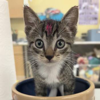 Petal -  Domestic Short Hair Cat for Adoption in West Palm Beach, Florida - Petal | PetCurious