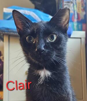Rescue Domestic Short Hair Cats for Adoption in Greensburg, Pennsylvania - Clair | PetCurious