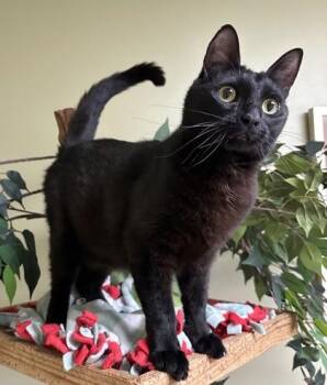 Panther -  Domestic Short Hair Cat for Adoption in Hastings, Nebraska - Panther | PetCurious