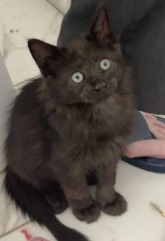 Dodger (MVP kitten) -  Domestic Long Hair Cat for Adoption in Houston, Texas - Dodger (MVP Kitten) | PetCurious
