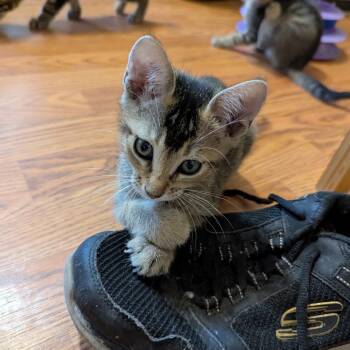 Cedar -  Domestic Short Hair Cat for Adoption in Liverpool, Texas - Cedar | PetCurious