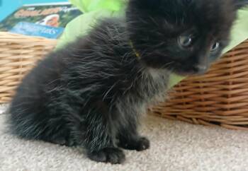 Domestic Medium Hair Cats Available for Adoption in Crocker, Missouri - Carolina | PetCurious