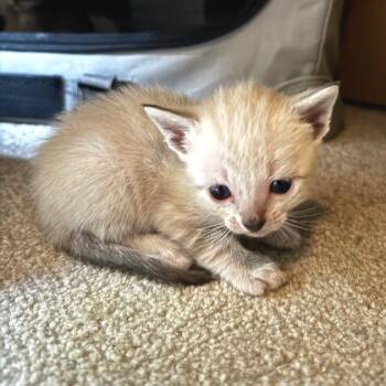 Lil Man -  Domestic Short Hair Cat for Adoption in Cumming, Georgia - Lil Man | PetCurious