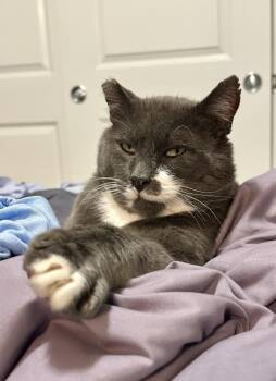 Rescue Domestic Short Hair Cats for Adoption in Seattle, Washington - Halfstache | PetCurious