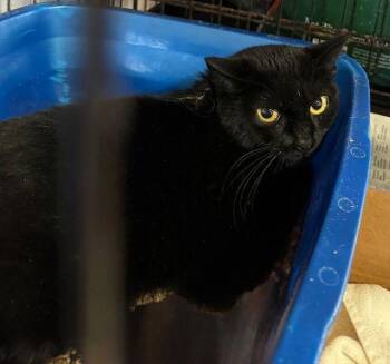 Domestic Short Hair Cats Available for Adoption - Madam Morrible | PetCurious