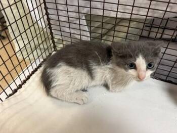 Domestic Short Hair Cats Available for Adoption in Doral, Florida - CELIA | PetCurious