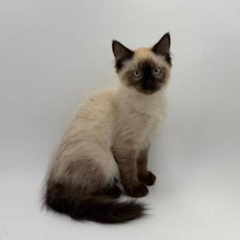 Big Wheel -  Domestic Long Hair Cat for Adoption in State College, Pennsylvania - Big Wheel | PetCurious