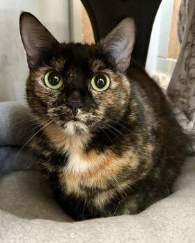 Domestic Short Hair Cats Available for Adoption - Ladybug | PetCurious
