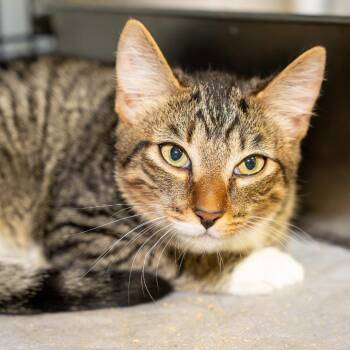 Morgan -  Domestic Short Hair Cat for Adoption in Pawling, New York - Morgan | PetCurious