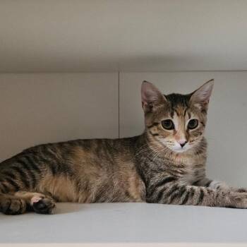Cinnamon -  Domestic Short Hair Cat for Adoption in Fort Lauderdale, Florida - Cinnamon | PetCurious